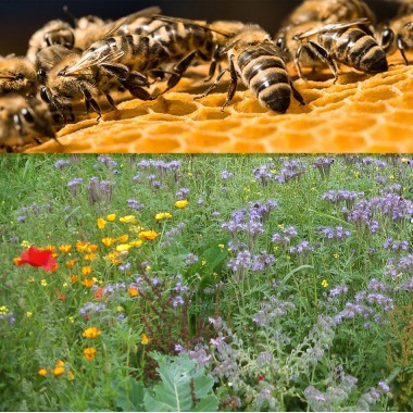 semences-speciales-abeille-mellifere-bio-10-kg